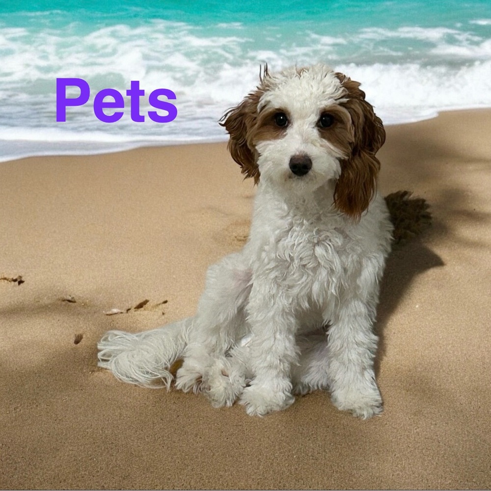 🐈 PETS WORLD 🐩